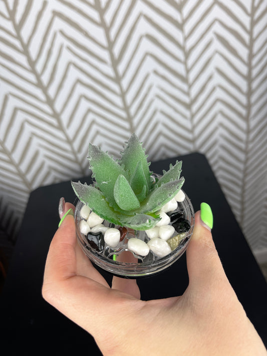 Succulent Lid